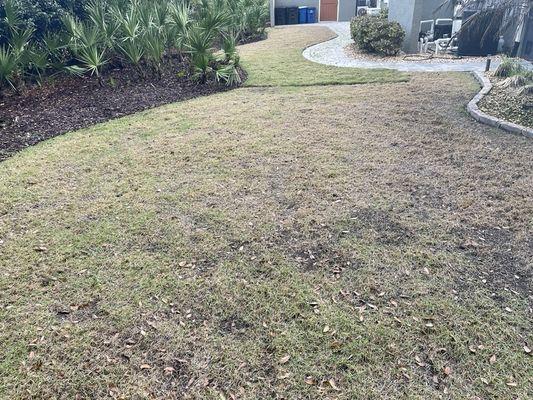 After damaging my entire lawn only replaced portions of the dead grass leaving large sections of weeds and dirt, like this was ok.