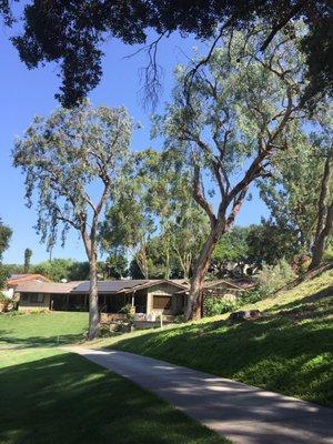 On other side of our house showing our three Eucalyptus trees.