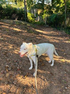 Jules is ready for Fall Dog Walking Adventures with Fetch!