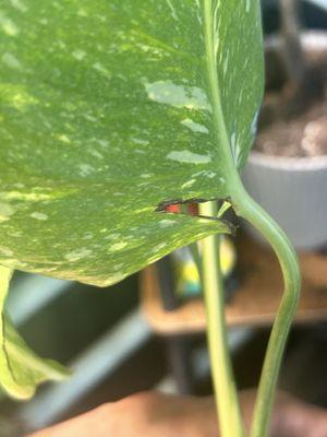 Torn, split, and burnt leaves.  Plant looks way worse now!  This was after unboxing