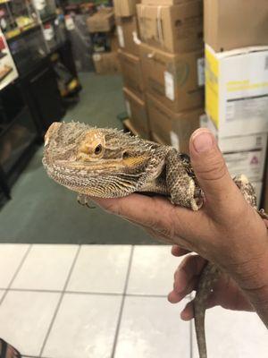 Bearded dragon