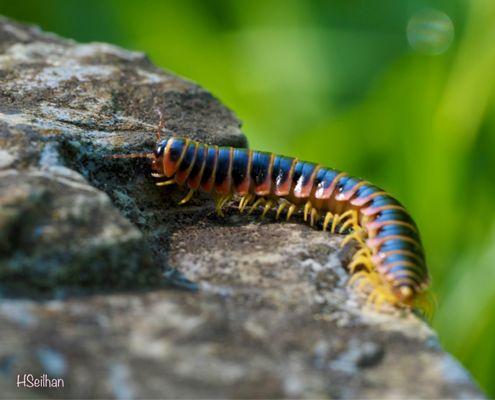 A centipede!! They were everywhere!!