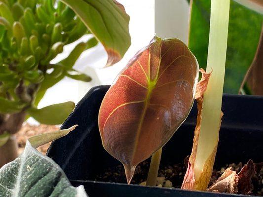 Alocasia Cuprea, from a single leaf to having a new baby!