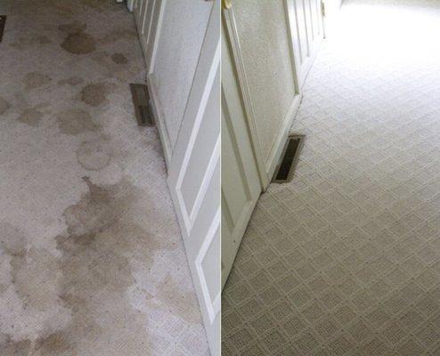 Five Star Carpet Cleaning