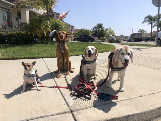 Coastal K9 Dog Walking & Pet Services