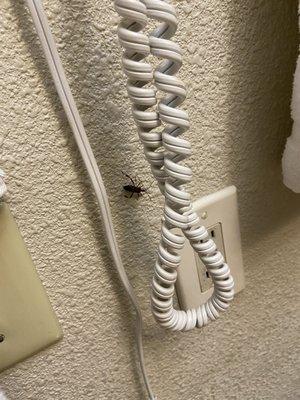 Bug in bathroom