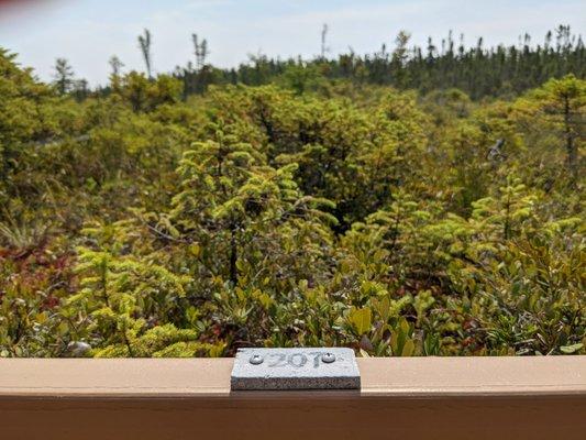 Orono Bog Boardwalk