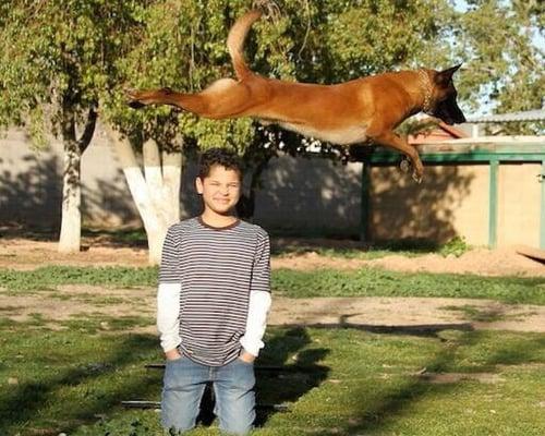 Teach your dog to soar!