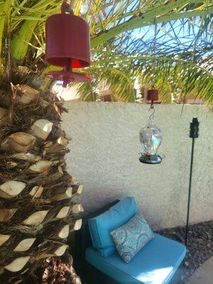 Here is where my hummingbird feeder was hanging. Under a tree outside of the pool concrete walk way