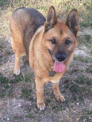 This 14 y/o German Shepard successfully moved from LA to Dallas thanks to the fab folks at Kennel Club LAX, United Airlines, and Airpets!