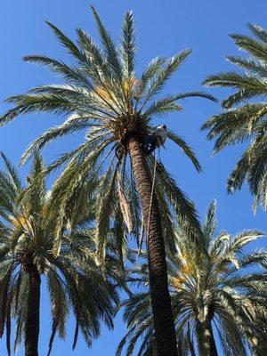 palm tree trimming