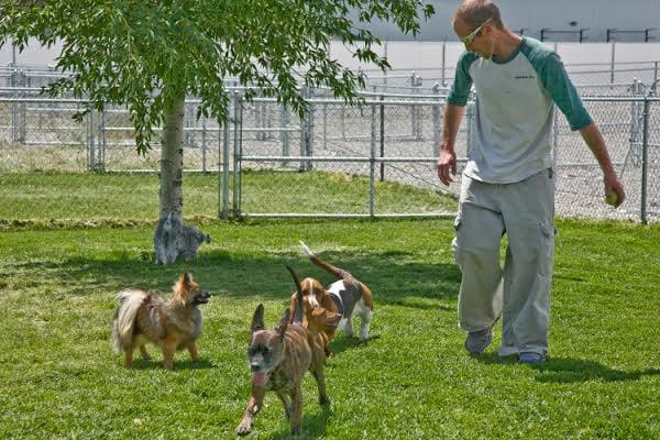 Dog play yard in the Spring