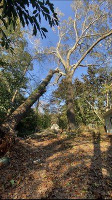 storm damage tree being carefully removed by qualified personnel.