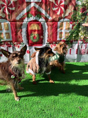 Doggie day care! Christmas pictures they took!