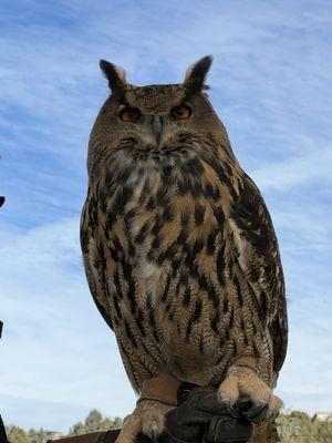 Louise, Eurasian Eagle Owl