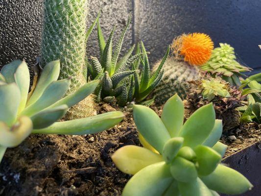 Outdoor patio garden