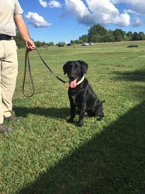 "Sully" is one of our black lads Thayer have for sale. #ccudogsforsale