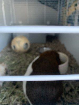 Another view of the lobby Guinea pig.