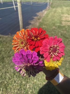 Zinnia picking