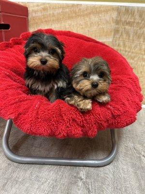 Yorkie puppies