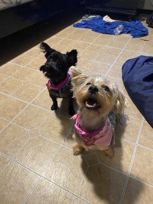 my two doggies coco and Chanel