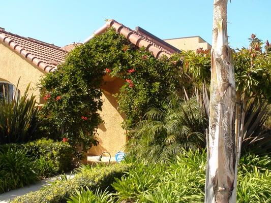 This home covered in vines is at high risk for every possible pest: ants, spiders, rats and mice, large wildlife.