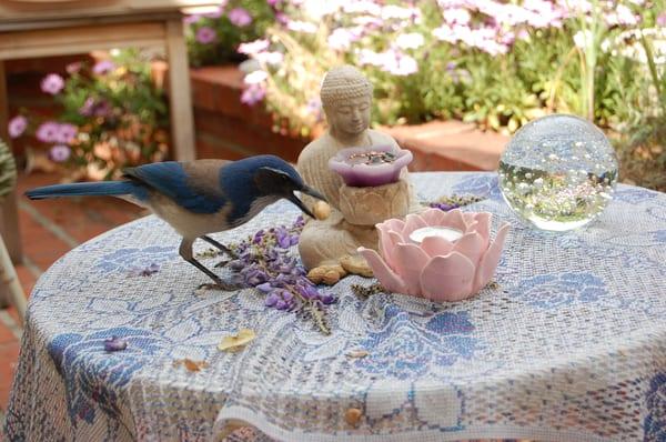 Amy Katz and her pet blue jay in her garden where she often does intuitive power animal readings in Santa Barbara, CA