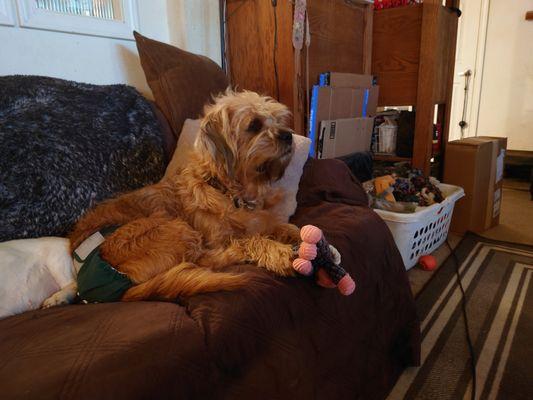 My girl resting on the couch with her favorite toy.