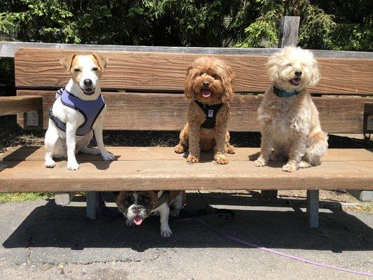 BFFs: Calliope, Wally (under bench), Buddy & Olive!