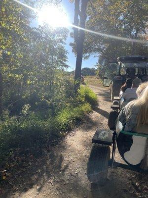 Cow train and corn maze