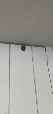 Mud Dauber Wasp Nest