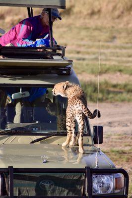 A very curious cheetah