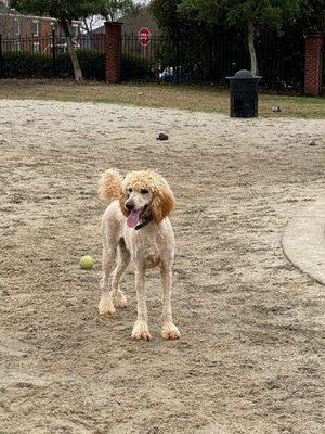 Large poodle cut post 5 months of winter hair growth