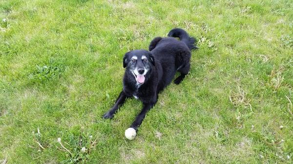 Callie enjoying her ball toss