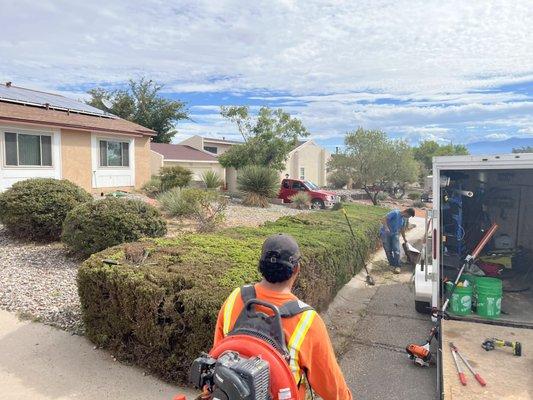 hedge and bushes trimming