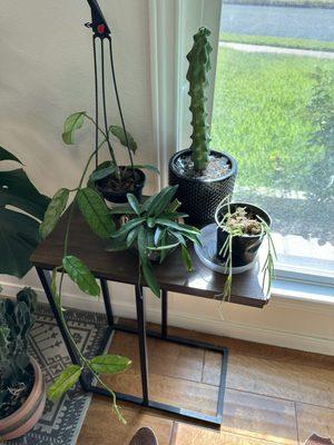 Hoya linearis cuttings, Hoya wayetii in local pot , Hoya Globulosa and Boobie Cactus.