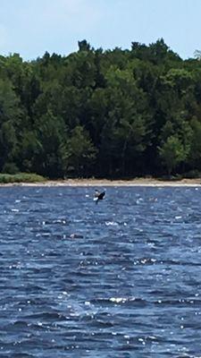 Eagle getting lunch