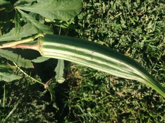 Okra looks ready to pick