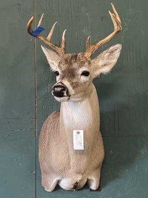 Erick's Taxidermy