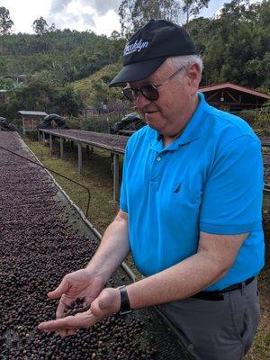 Inspecting coffee bean drying at coffee farm