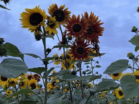 Sunflowers.