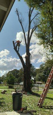 We are safety tree climbers certified!!!