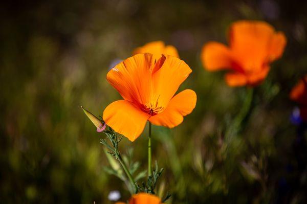 Poppies