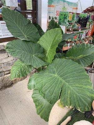 Love the elephant ear and so many more tropical!