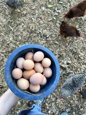 Best part of backyard feather babies