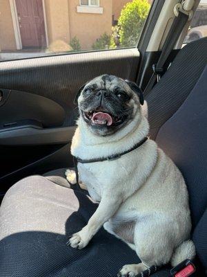 Squishy the pug after his grooming appointment