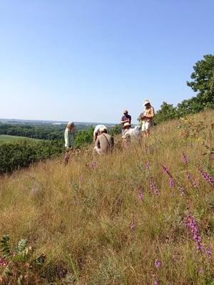 Botanizing with the best, studying cues from native plant communities