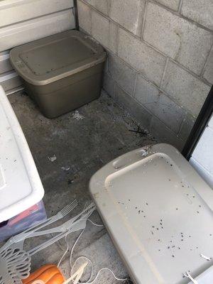 Rodent droppings all over unit!!