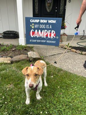 Clover! Proud Camp Bow Wow camper!