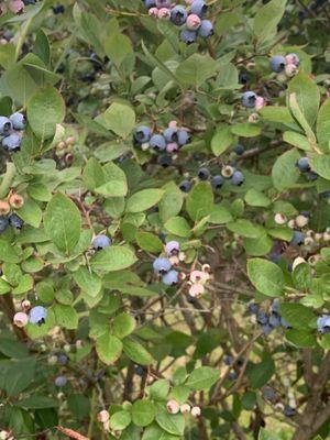 Blueberry bush.